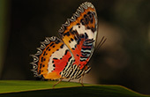 Butterfly on a leaf