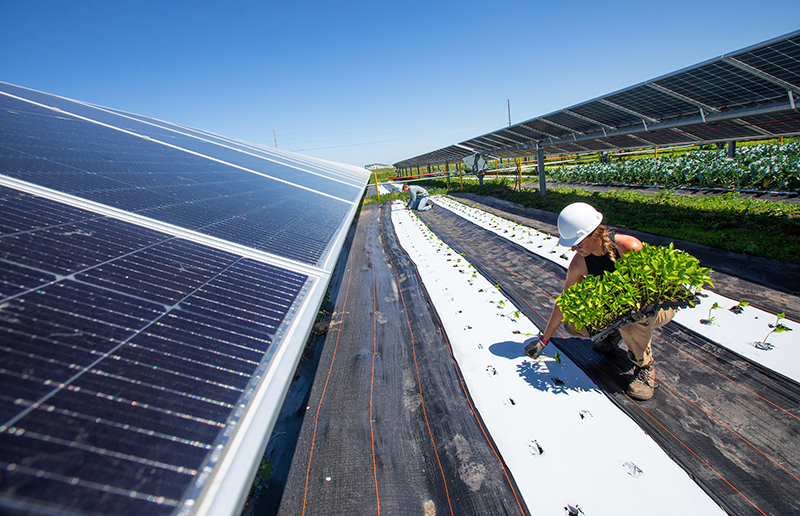 Two interns plant bell peppers between rows of solar panels