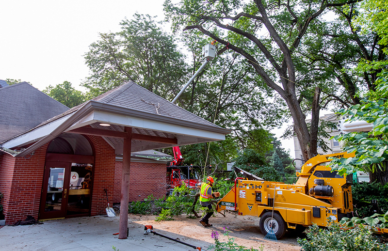 Male employee guides large tree branch toward chipper machine