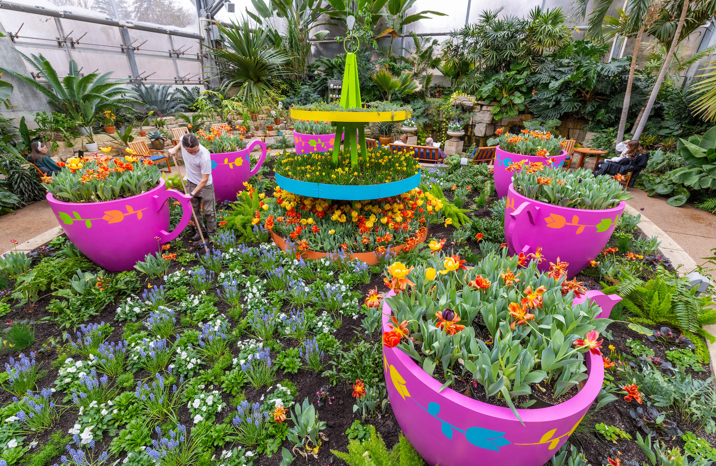 Male employee hoes weeds in indoor bed of spring flowers